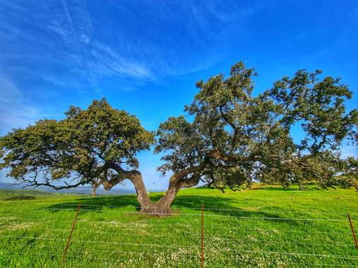 Luisinhorf en Hamelin: Flora  (El Castillo de las Guardas), La encina es un árbol de la familia de las fagáceas. Otros nombres vulgares con los que se cono...