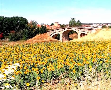 Pil_artero en Hamelin: Paisaje 