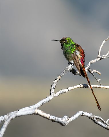 Marcos en Hamelin: Fauna  (Potrerillos), Sappho sparganura (Shaw, 1812), #hummingbird #picaflor #colibri #cometa #mendoza 