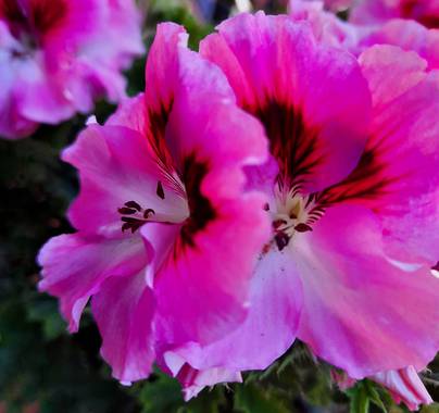 Naomi en Hamelin: Flora  (Barcelona), Pelargonium x hybridum, 🌸