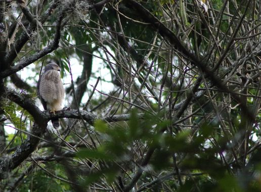 danielhincapie230979 en Hamelin: Fauna  (Copacabana), #naturaleza #wildlife #nature #faunadecolombia #fauna #colombia #biodiversidadcolombiana #biodiversid...