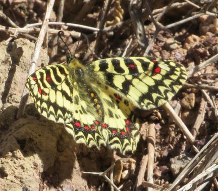 Solerantonio2 en Hamelin: Fauna  (Vícar), Mariposa arlequin