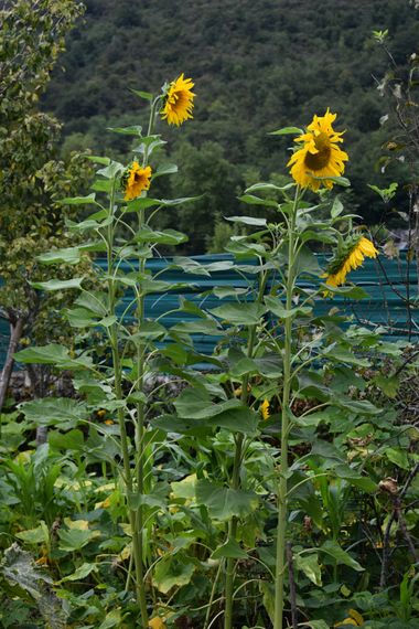 Solerantonio2 en Hamelin: Flora  (Iratxe), Helianthus annuus, Planta