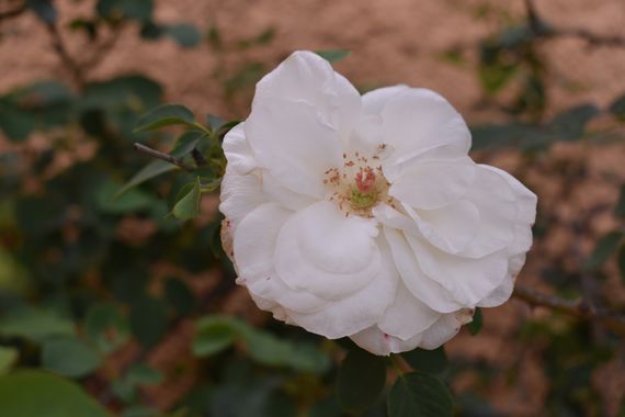 Solerantonio2 en Hamelin: Flora  (Almería), Planta