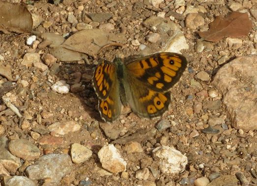 Solerantonio2 en Hamelin: Fauna  (Láujar de Andarax)