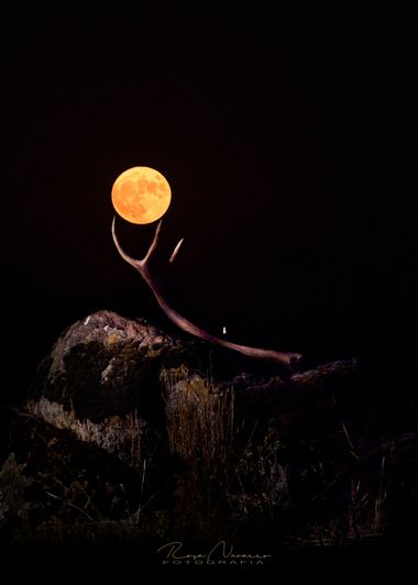Rosa N. en Hamelin: Paisaje  (Picón), Luna del ciervo, (julio).

Desmogue, crecimiento y descorrea, la etapa del ciervo más dura que comienza desde marzo-a...