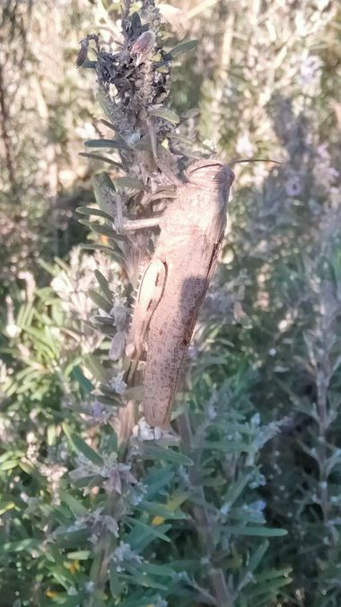 Solerantonio2 en Hamelin: Fauna  (Avenida del Mediterráneo), Saltamontes