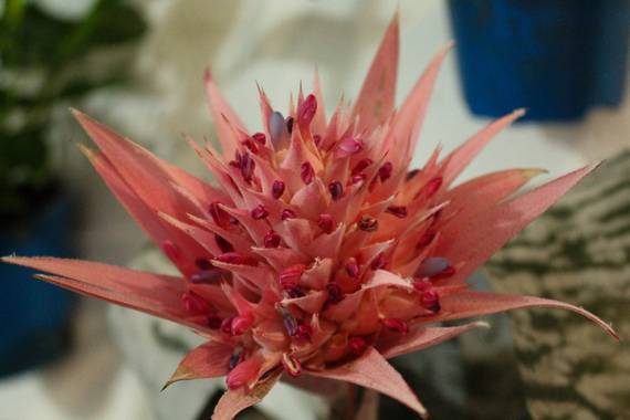 cruzyus en Hamelin: Flora  (Córdoba), Aechmea fasciata, #flora21 