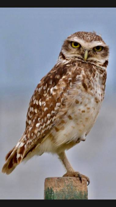 ericademonte en Hamelin: Fauna  (San Francisco), Athene cunicularia (Molina, 1782), Fotografía capturada en la Laguna Mar chiquita