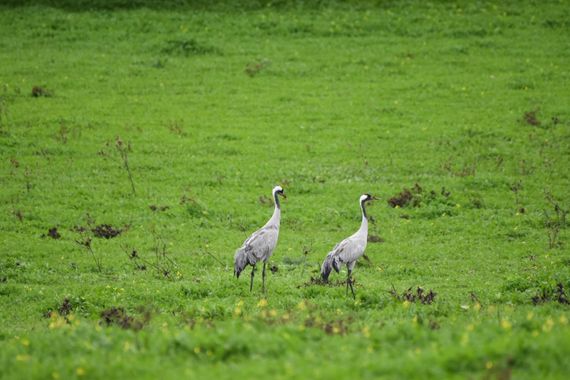 Info en Hamelin: Fauna, Grus grus (Linnaeus, 1758), Grullas en la dehesa extremeña, Brozas 
