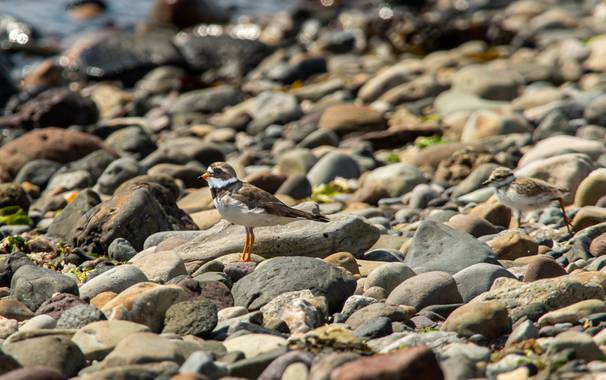 Haulpa en Hamelin: Fauna  (Brodick), Charadrius hiaticula Linnaeus, 1758