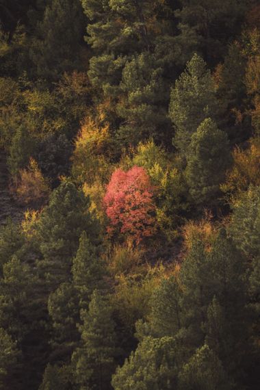 antoniocmfotografia en Hamelin: Paisaje  (Monachil), #otoño #paisaje #color #colores #coloresotoñales  #paisaje #landscape #landscapephotography #autumn #a...