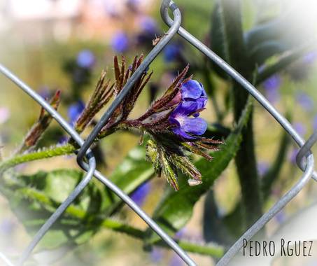 PEROMA_PHOTO en Hamelin: Flora  (Casarabonela), Anchusa italica, . 