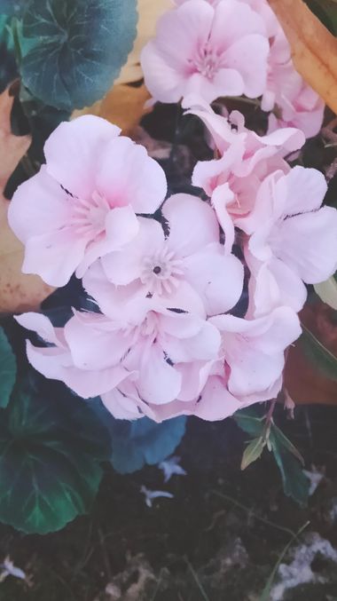 Solerantonio2 en Hamelin: Flora  (C-334a), Planta