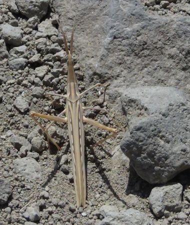 Solerantonio2 en Hamelin: Fauna  (Almería), Insecto