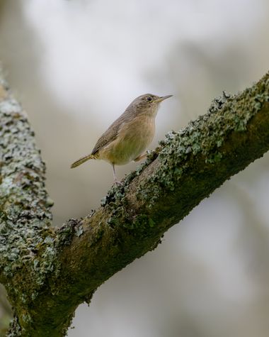 Marcos en Hamelin: Fauna  (Mar Chiquita), Troglodytes aedon, #bosque #ratona #arbol #aves #bullones.ph