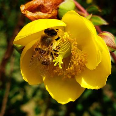 Dianarubiot en Hamelin: Fauna, #abeja #bee #abejas #polen #flores #pollen #onmyway #insect #insectos #flowers #sol #sun #naturaleza #nature #color #amaril...