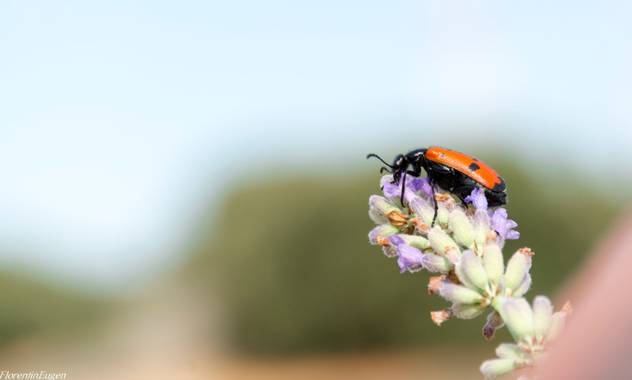 Florentinoeugenio en Hamelin: Fauna  (Brihuega), #bugs 