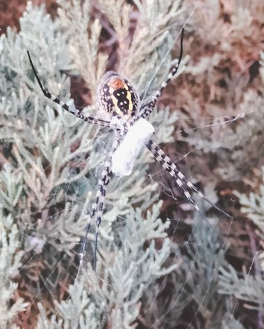 Solerantonio2 en Hamelin: Fauna  (Almería), Aracnido