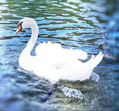 Naomi en Hamelin: Fauna  (Sabadell), Cygnus olor (Gmelin, 1789), #cisne#hembra#belleza#lago#invierno20 🦢