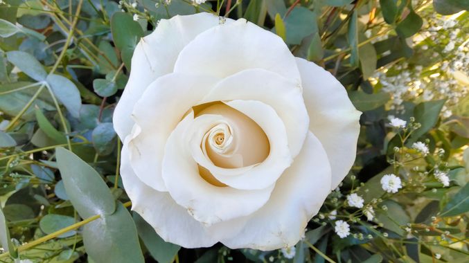 Solerantonio2 en Hamelin: Flora  (Murcia), Rosas de jardin