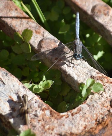 Solerantonio2 en Hamelin: Fauna  (Almería), Insecto