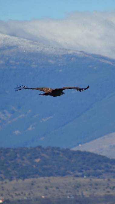 Rafael Alarcón Guerrero  en Hamelin: Fauna  (Madrid), #aves21 #rapaces #birdwatching #naturephotography #wildphotography #photonature #aves #birdsphotograp...