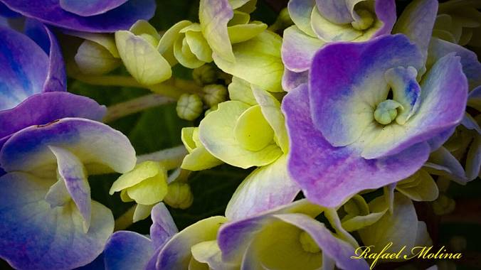 Rafael Molina  en Hamelin: Flora  (Málaga), Hydrangea spp., #flor #fotografiaflora#Málaga #Andalucia 