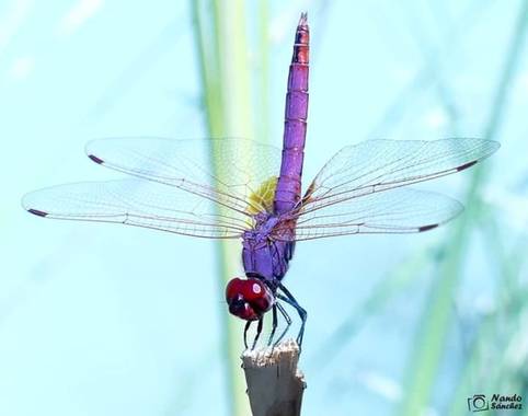 nandocastilla en Hamelin: Fauna 