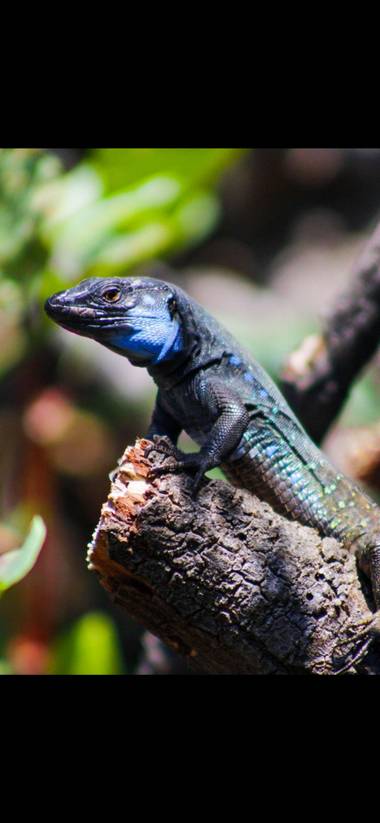 mantigua-gil en Hamelin: Fauna  (Tijarafe)