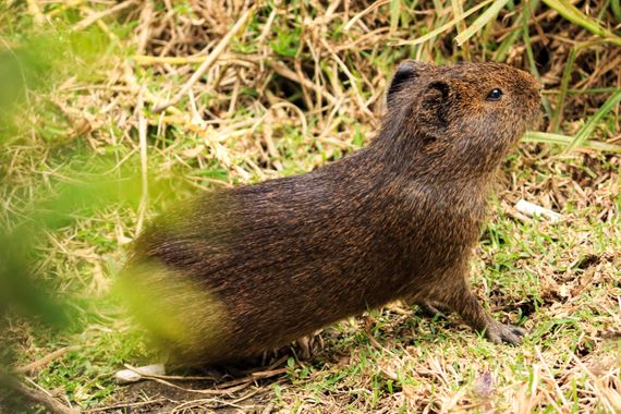Maira.cuellar en Hamelin: Fauna  (Bogotá, D.C.), Este curioso y hermoso mamífero roedor, es una de las especies insignia de los humedales de Cundinamarca y...