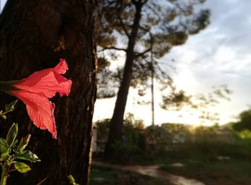 VickyOnTheRocks en Hamelin: Flora  (Liria), #hibiscus #mijardin #pinos #hibisco