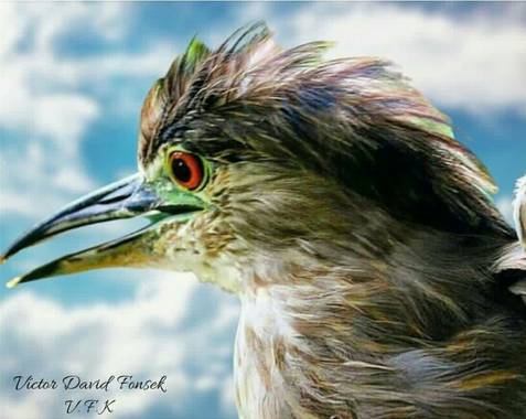 vicfonckph en Hamelin: Fauna  (Pereira), Naturaleza viva.🦅🐦🍀😃 Naturaleza viva.😌😃 Capturando a esta Belleza de ave. 📸
“Martineta