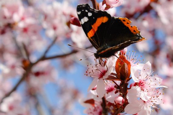 Juanma Varilla en Hamelin: Fauna  (Pilas), Vanessa atalanta (Linnaeus, 1758), #Mariposa #Atalanta sobre #flor de #ciruelo de #jardín 