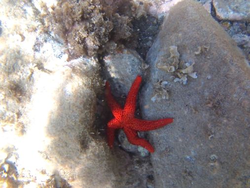 Solerantonio2 en Hamelin: Fauna  (Níjar), Estrella de mar