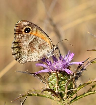 Beethovenzujo_86 en Hamelin: Fauna  (Murcia), Pyronia cecilia (Vallantin, 1894), Lobito jaspeado

#nature #naturaleza #mariposa #mariposas #butterfly #butt...