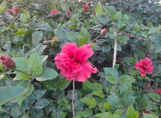 Solerantonio2 en Hamelin: Flora  (Almeria), Planta