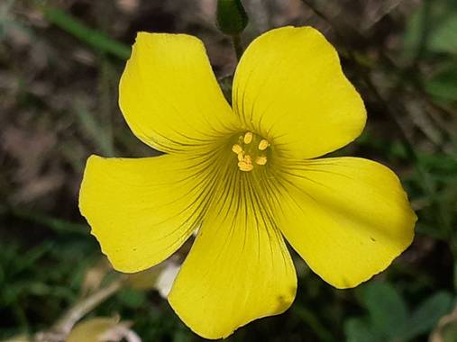 KDias en Hamelin: Flora, Oxalis pes-caprae, ❤