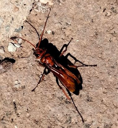 Solerantonio2 en Hamelin: Fauna  (Níjar), Insecto