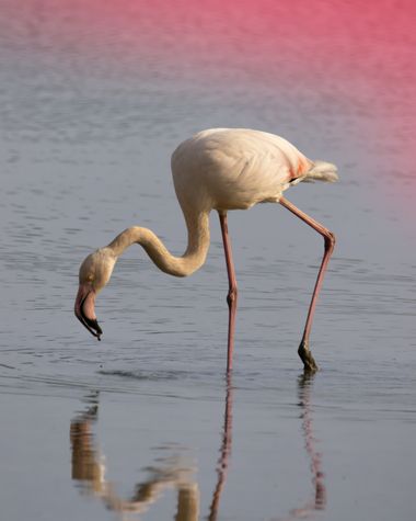 Guswaild en Hamelin: Fauna  (Sollana), Phoenicopterus roseus Pallas, 1811, #aves #wildlife #wildlifephotography #nature #naturaleza #naturephotography #fau...