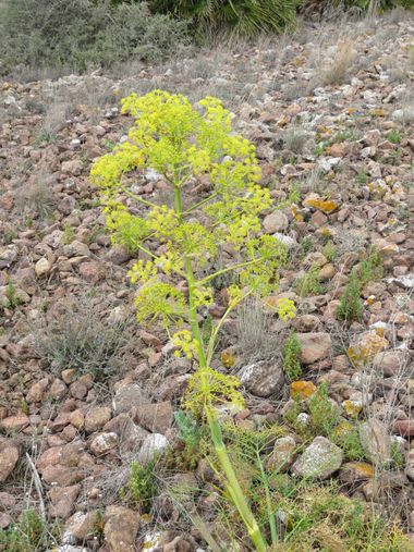Solerantonio2 en Hamelin: Flora  (Níjar), Planta