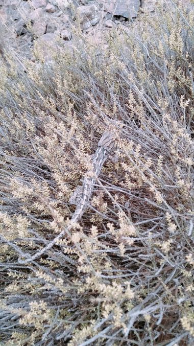 Solerantonio2 en Hamelin: Fauna  (Níjar), Camaleón reptil