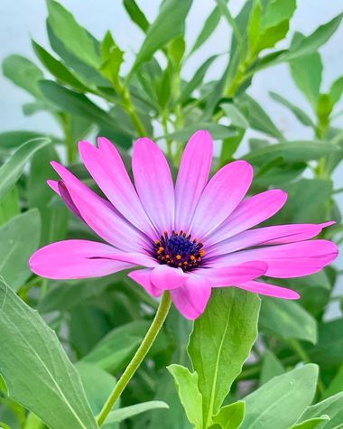 Juanatlantida82 en Hamelin: Flora, Dimorphotheca pluvialis, Flores 