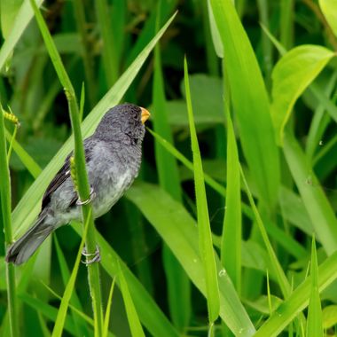 danielhincapie230979 en Hamelin: Fauna  (Copacabana), Sporophila intermedia, #naturaleza #wildlife #nature #faunadecolombia #fauna #colombia #biodiversidad...