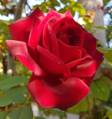 Msanchezvasco en Hamelin: Flora  (Ulldecona), Significado de las rosas rojas.
Este tipo de flores se ha considerado siempre un símbolo de amor, pasión, bel...