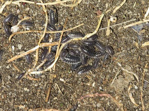 Solerantonio2 en Hamelin: Fauna  (Níjar), Insectos