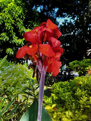 danielhincapie230979 en Hamelin: Flora  (Copacabana), Canna indica, #flora #biodiversidad #flores 