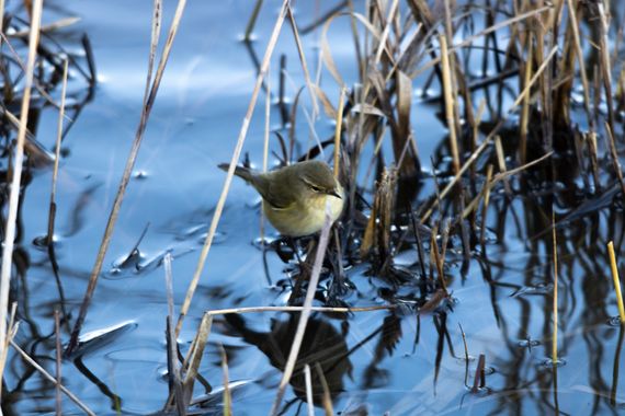 Romareyesg en Hamelin: Fauna  (Viladecans), Phylloscopus collybita (Vieillot, 1817), R.N. del Remolar, Delta del Llobregat, Viladecans, Baix Llobregat, Cat...