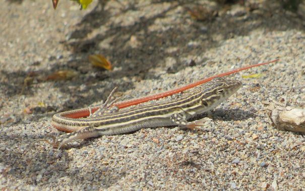 Solerantonio2 en Hamelin: Fauna  (Almería), Lagartija colirroja