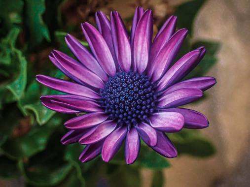 Octavio-amat en Hamelin: Flora, #flor #margarita 
